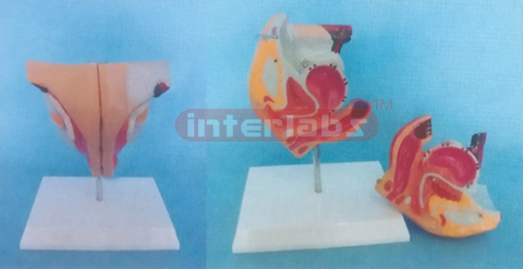 FEMALE GENITAL ORGANS MODEL